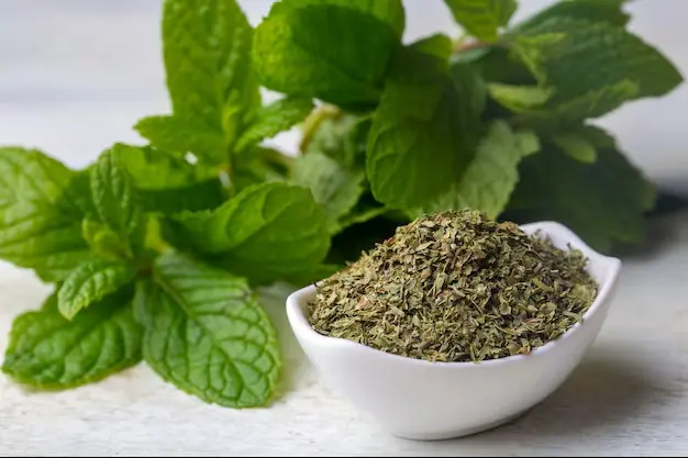 Menthe Séchée Artisanale – Mélange Menthe Fraîche & Menthe Chocolat (co)